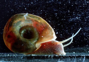 snailfeverex