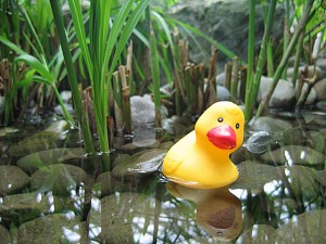 rubber duck in a rucky pond with plants